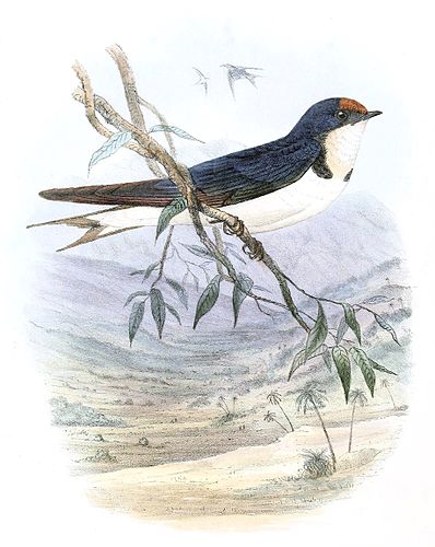 Ethiopian swallow